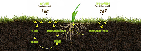 有機肥料和化學合成肥料之間的區別