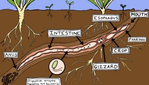 家庭廚余堆肥，蚯蚓解決您的困難