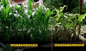 了解蚯蚓糞的一切