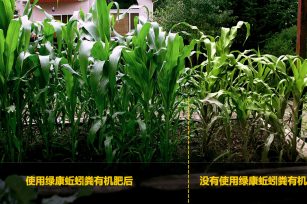 了解蚯蚓糞的一切 了解蚯蚓糞的一切