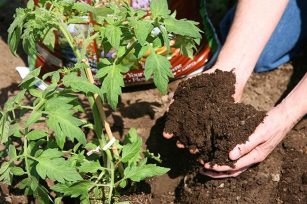 養(yǎng)花用那種營(yíng)養(yǎng)土或者有機(jī)肥好? 養(yǎng)花用那種營(yíng)養(yǎng)土或者有機(jī)肥好?