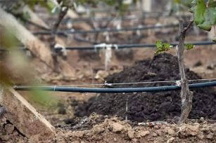 施用有機肥對農作物的抗逆性有何影響? 施用有機肥對農作物的抗逆性有何影響?