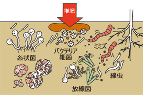 生物菌劑_微生物菌肥_有機肥