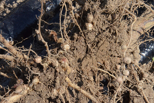 生物菌劑_微生物菌肥_有機肥