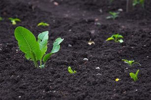 有機肥的使用技巧有什么? 有機肥的使用技巧有什么?