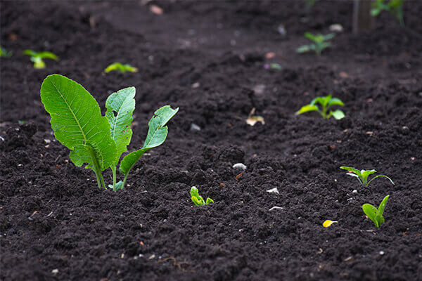 四川有機(jī)肥,四川有機(jī)肥廠家,四川果樹有機(jī)肥,四川蔬菜有機(jī)肥,四川茶葉有機(jī)肥,四川煙葉有機(jī)肥